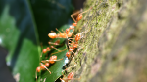 Mrówki w ogrodzie na roślinie