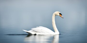 Łabędź Niemy - Ciekawostki łabędź niemy