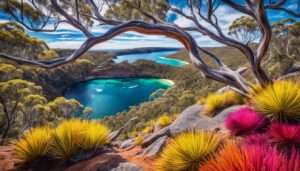 ocratek australijski